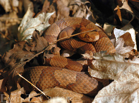 Gravid Eastern Copperhead (Agkistrodon contortrix) basking on leaves (Where's Waldo? ...second snake)