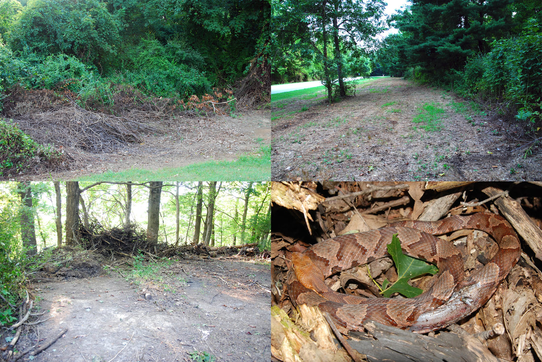 Aftermath of poorly planned and poorly implemented invasive plant management at Clifty Falls State Park in Indiana, including a copperhead (Agkistrodon contortrix) killed during brush-cutting/dozing