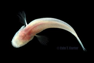 Southern Cavefish (Typhlichthys subterraneus)