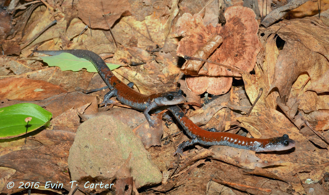 Yonahlossee Salamander (Plethodon yonahlossee) courtship
