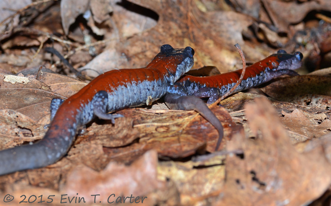 Courtship in the Yonahlossee Salamander (Plethodon yonahlossee)
