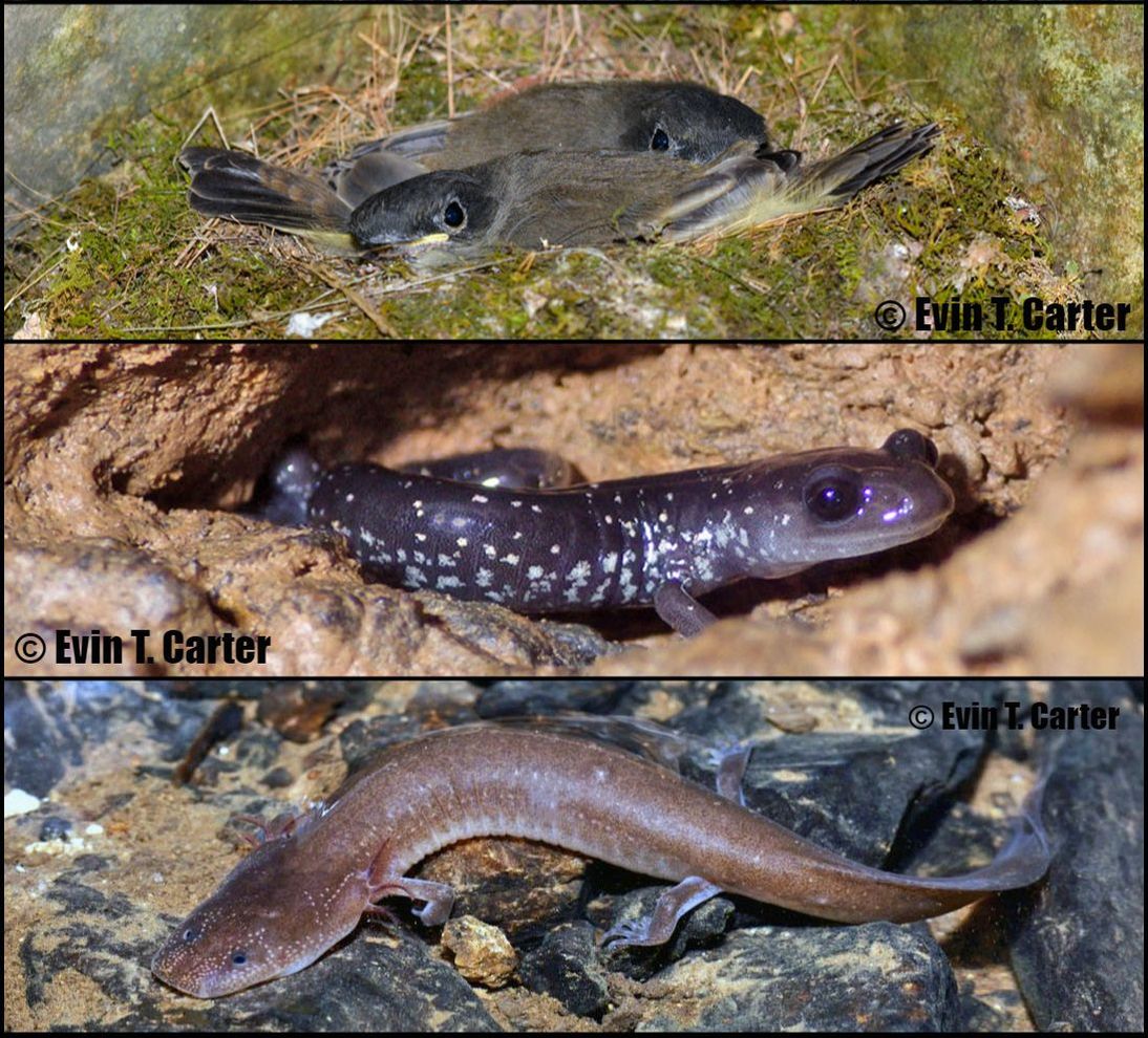 Some vertebrates found in caves of East Tennessee (Phoebe, Slimy Salamander, Berry Cave Salamander)