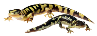 Top: Invasive hybrid tiger salamander.  Bottom: Native California Tiger Salamander (Ambystoma californiense)
